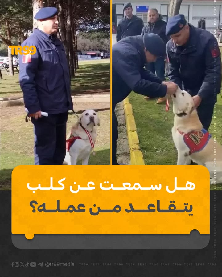 هل سمعت عن كلب يتقاعد من عمله ؟